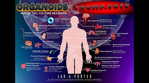 ORGANOIDS : Human Energy Power