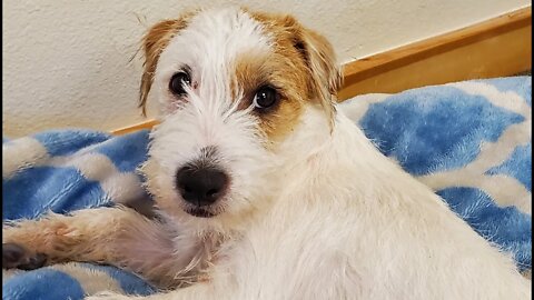 Ares a bored Jack Russell Terrier in office😓