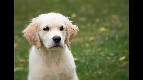 adorable goldenretrival puppies