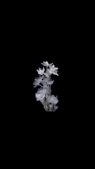 Digital art illustration brushes graphics flower coloring Floral Sketch Hand-drawn Animation