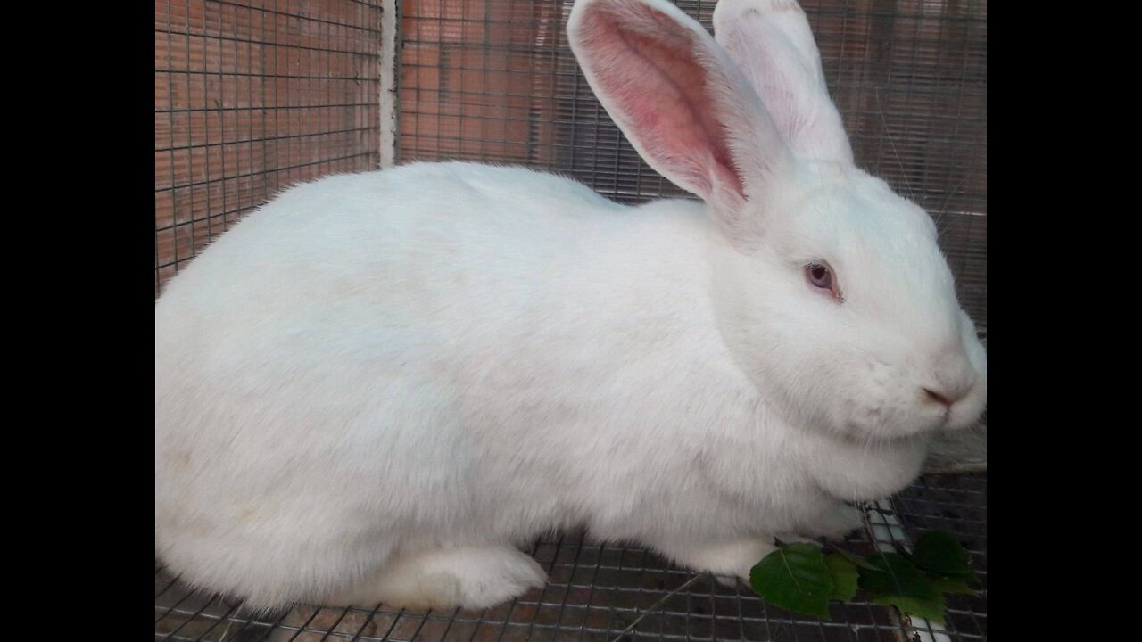 Rabbit hybrid