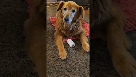 Feed Me Old Man! Titan age 12 #best #dog #goldendays #goldenretriever