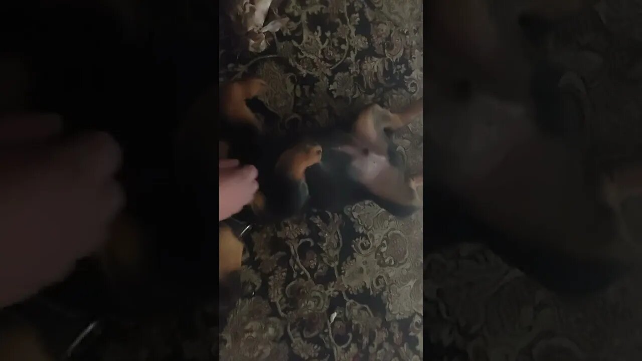 Rottweiler- Lil' Eddie Has Grown A Tremendous Amount In 11 Days. Typical Rotti Sleeping Position.