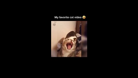 hilarious cat video 😂