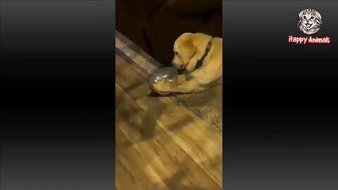 Funny animal videos