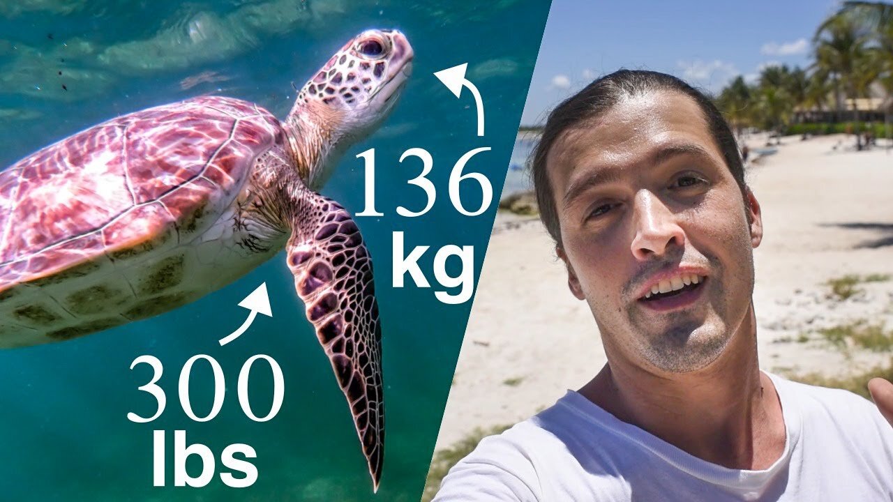 I spent a day with Giant Sea Turtles in México