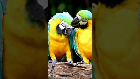 Beautiful parrot love to see, Funny Cute Pets Lovers, #shorts