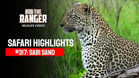 Safari Highlights #317: 14 - 16 January 2015 | Sabi Sand Nature Reserve | Latest Wildlife Sightings