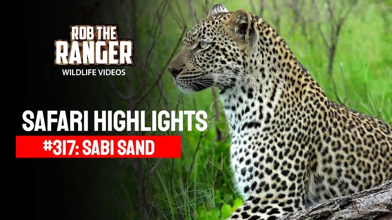 Safari Highlights #317: 14 - 16 January 2015 | Sabi Sand Nature Reserve | Latest Wildlife Sightings