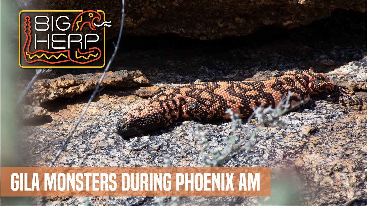 Gila Monsters During Phoenix AM