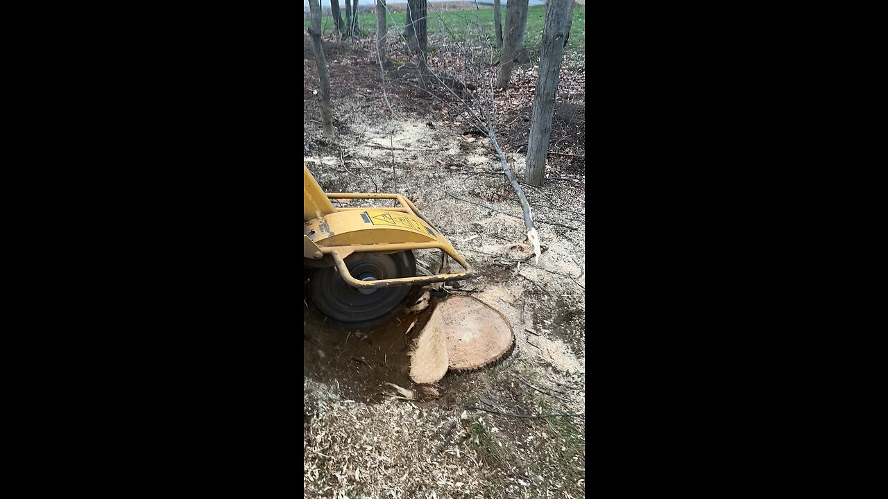 Vermeer SC372 makes quick work of Ash stump