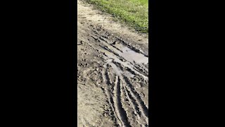 Bird Bath in the Mud