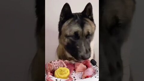 DOG ENJOYING MEAL