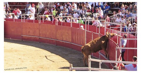 ÁGREDA ( SORIA ) MATINAL VACAS EN PLAZA ( VIERNES 29 SEPTIEMBRE 2023 ) GANAD.HNOS.MARCEN