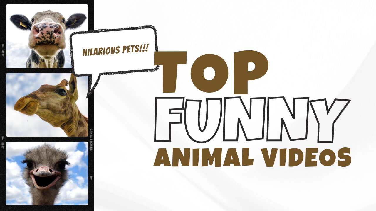 Laughing with the Animal Kingdom: Best Funny Videos of 2023