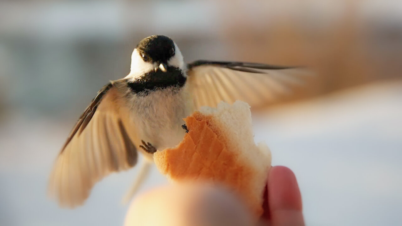 Hand Feeding Chickadee