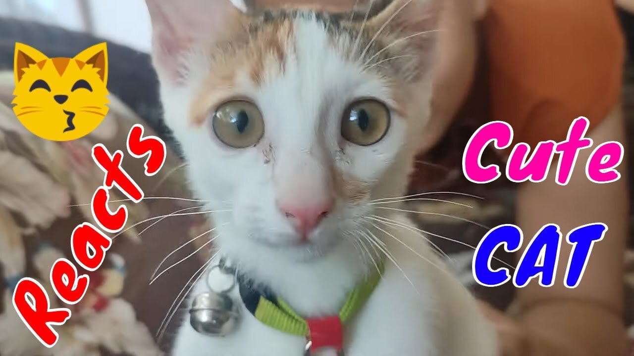 How Cat Reacts When Seeing Stranger 1st Time - Running or Being Friendly 24? | Viral Cat