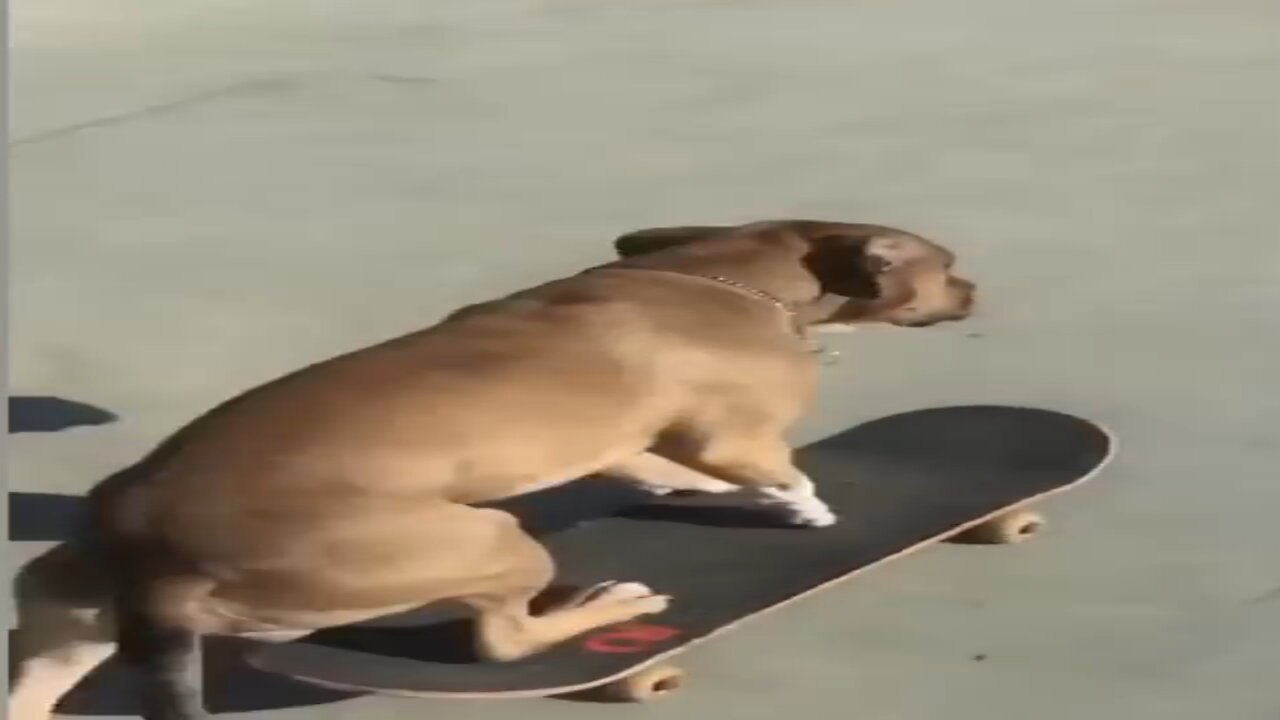 Best Funny Cat & Dog Compilations #002