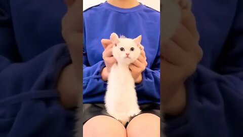 So Cute Cat with Lovely moments😻😽💚 ||#shorts #shortsfeed #youtubepets_&_animals