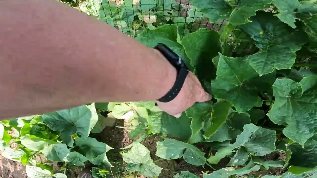 SURVIDED 2 HAIL , GARDEN,STORMS