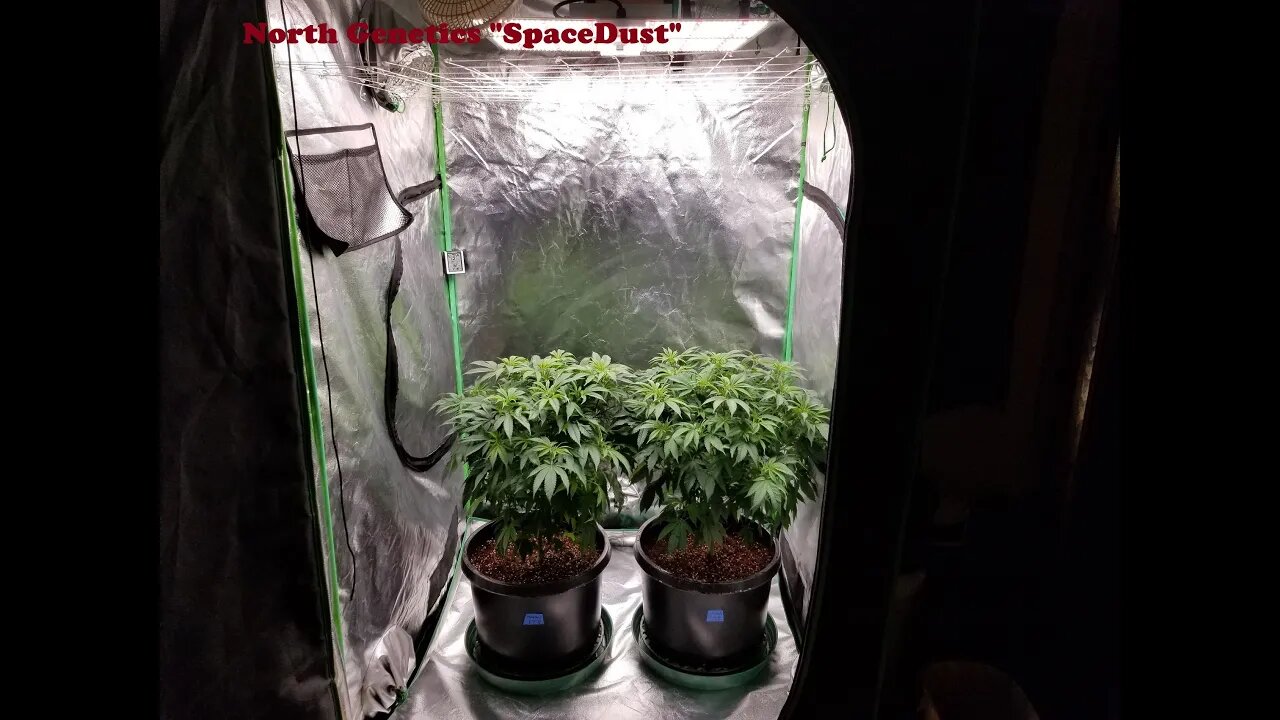 "Summer Stock II" ep1 North Genetics Spacedust 👽 SpiderFarmer sf4000 Transplant-Veg-wishful thinking