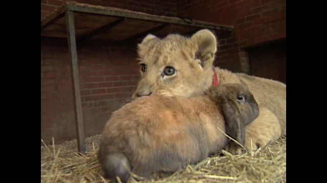 Lion Cub Plays With Dog