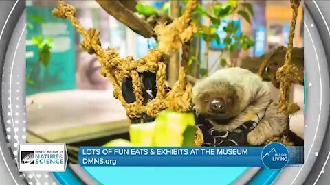 Food and Fun! // Denver Museum of Nature & Science