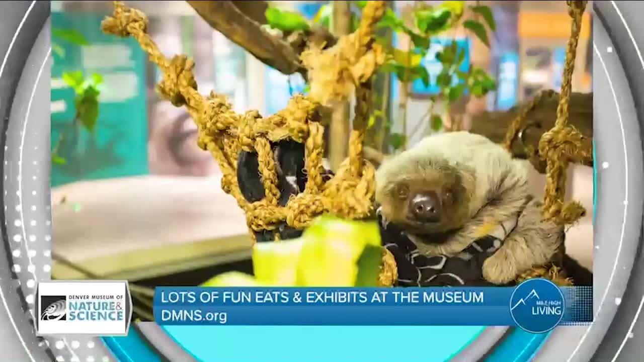 Food and Fun! // Denver Museum of Nature & Science