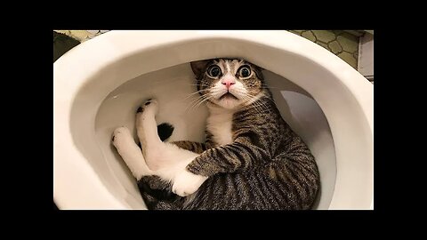 Funniest Cats😂🤣- Dont Try To Hold Back Laughter 😂🤣