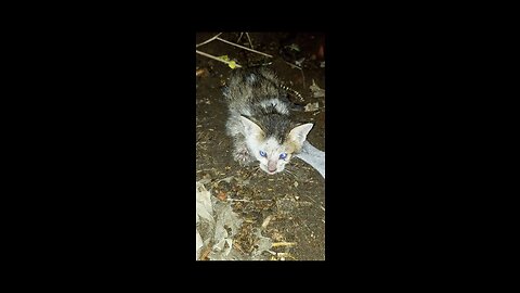 Cute baby Cat need a home