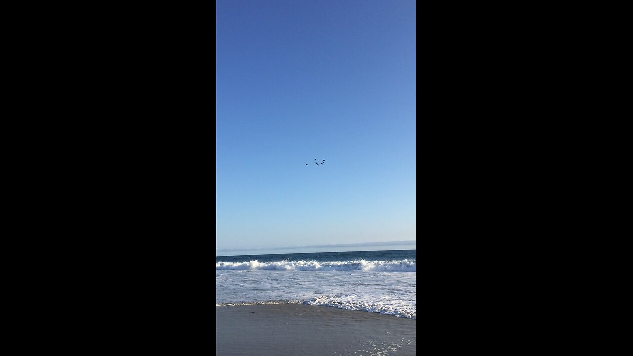 Watching the birds dive for food in the ocean