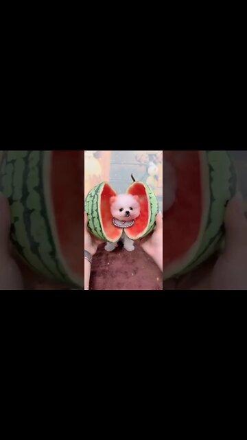 ANIMAIS MAIS ENGRAÇADOS DO MUNDO #23 - inscreve-se no CANAL #shorts