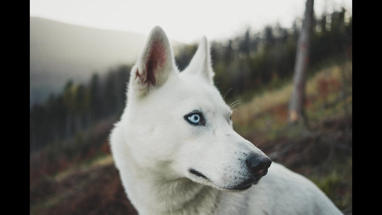 Life with the white husky