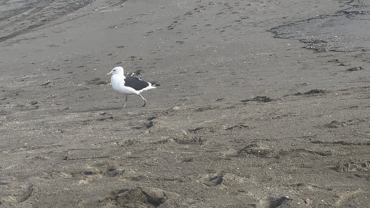 11/11/2024 (3Lp) Seal beach with my 🦆