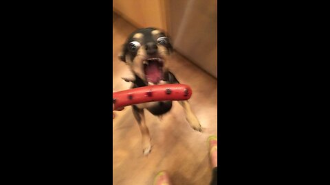 Funny dogs videos