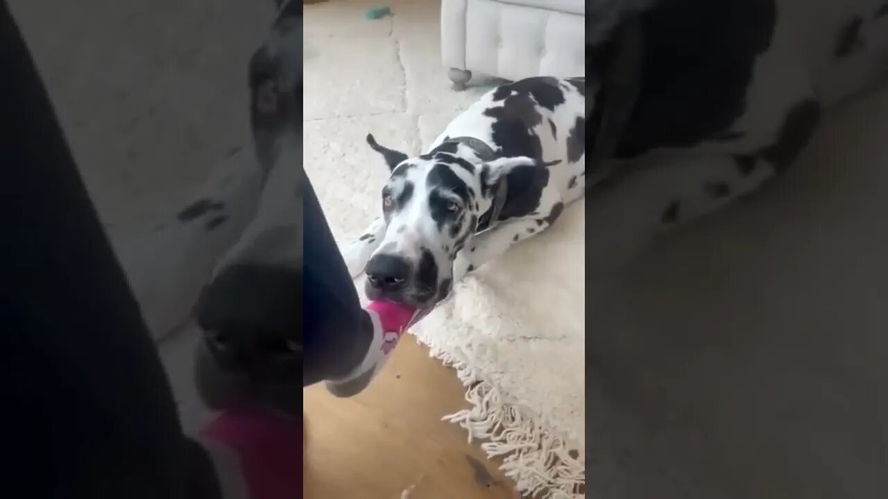 He found the best spot for his head.. 😅 #Shorts