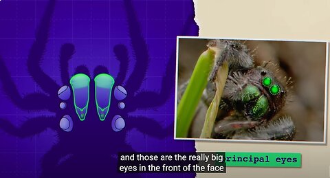 What Jumping Spiders Teach Us About Color