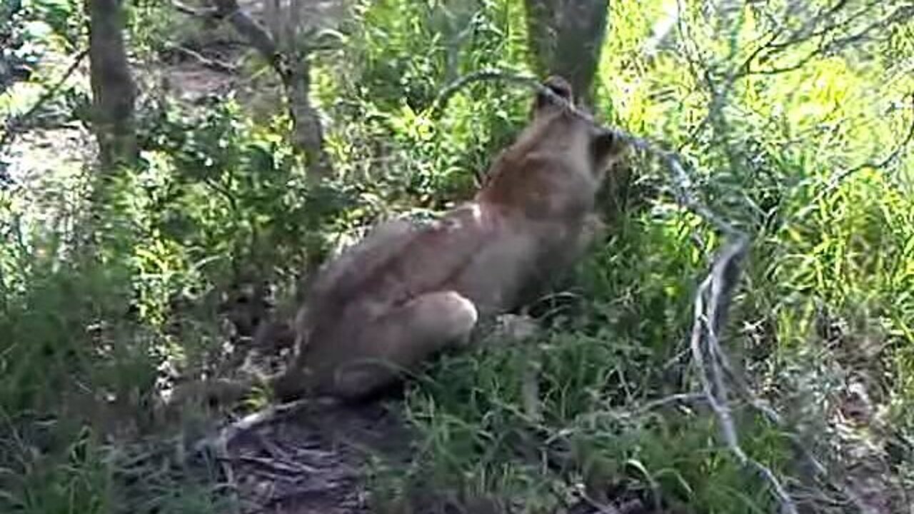 Young Lion Caught A Tortoise (direct upload)