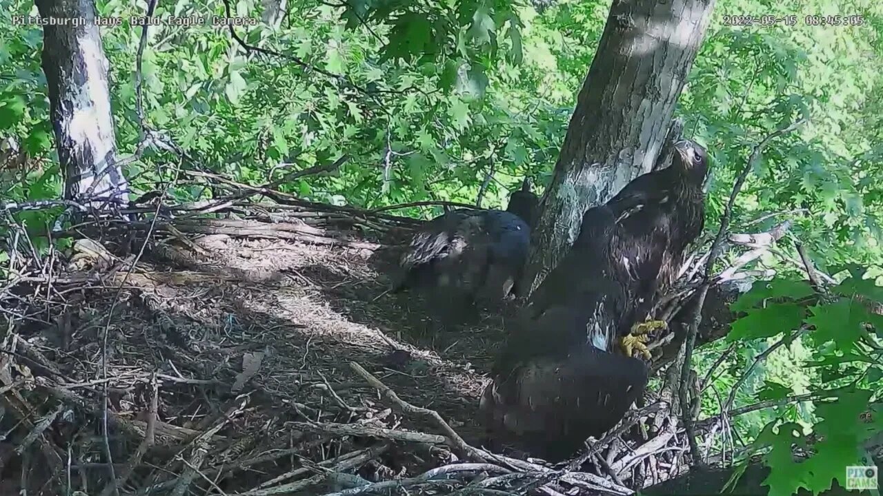 Hays Bald Eagles H16 watches a Blue Jay fly above the Nest 2022 05 15 0844am