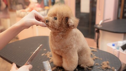 She really looks just like a doll, isn’t she? (Toy Poodle Grooming)