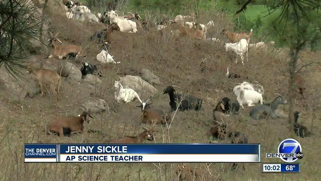 Hundreds of goats are teaching Castle Pines high schoolers a thing or two about fire mitigation