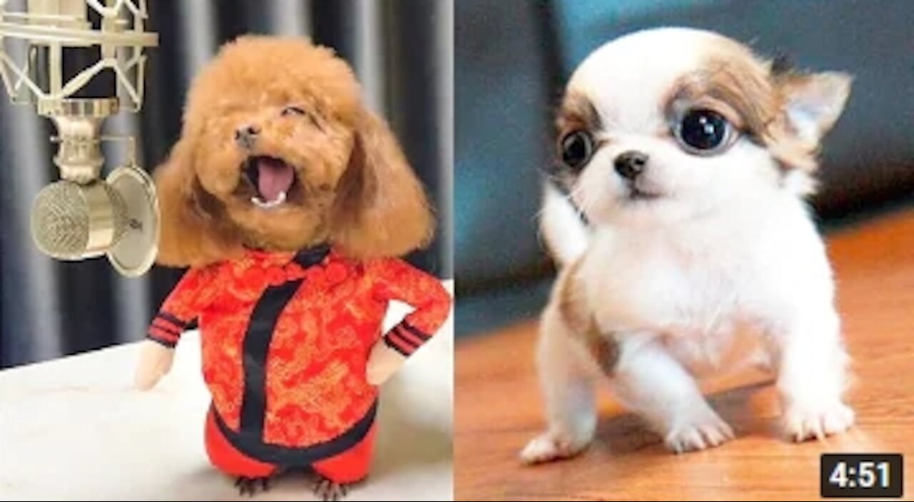 Funny DOG Videos! You will laugh at all the DOGS
