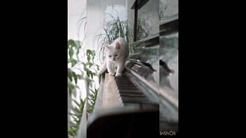 Cat music