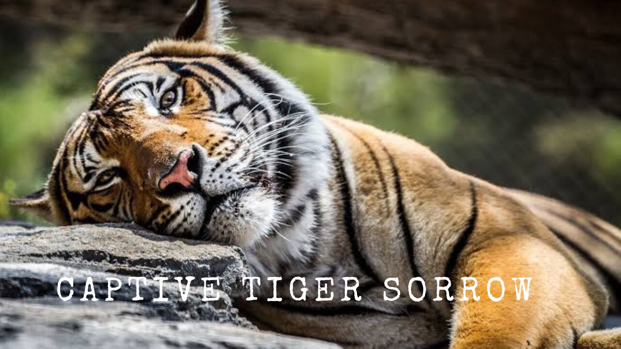 Lonely Tiger Roaming||sad tiger, tiger, animals||#tiger #bigcat #wildlife#viral #youtubeshort