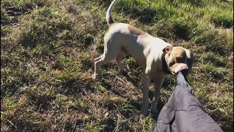 Henry helps me carry a horse rug which inevitably leads to a game of tug of war