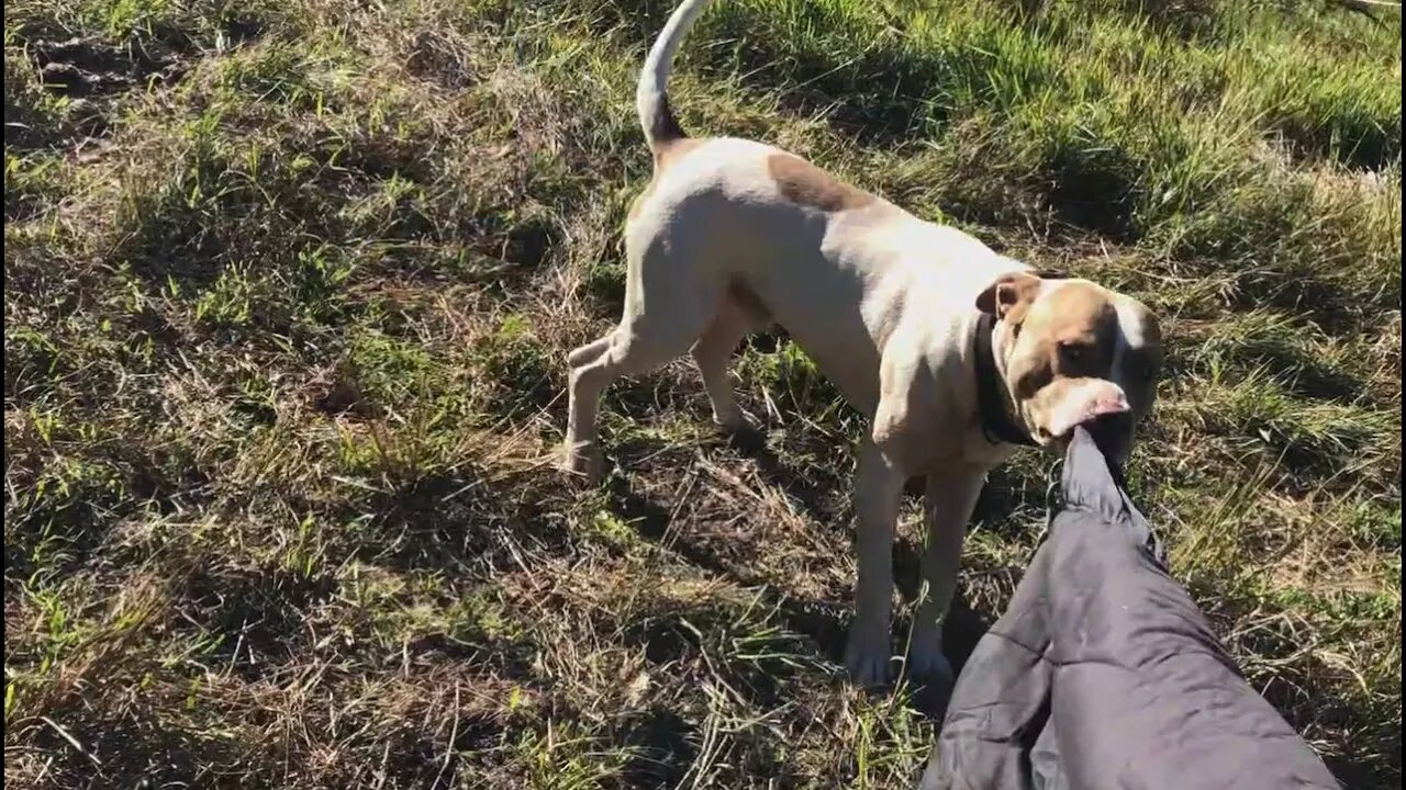 Henry helps me carry a horse rug which inevitably leads to a game of tug of war