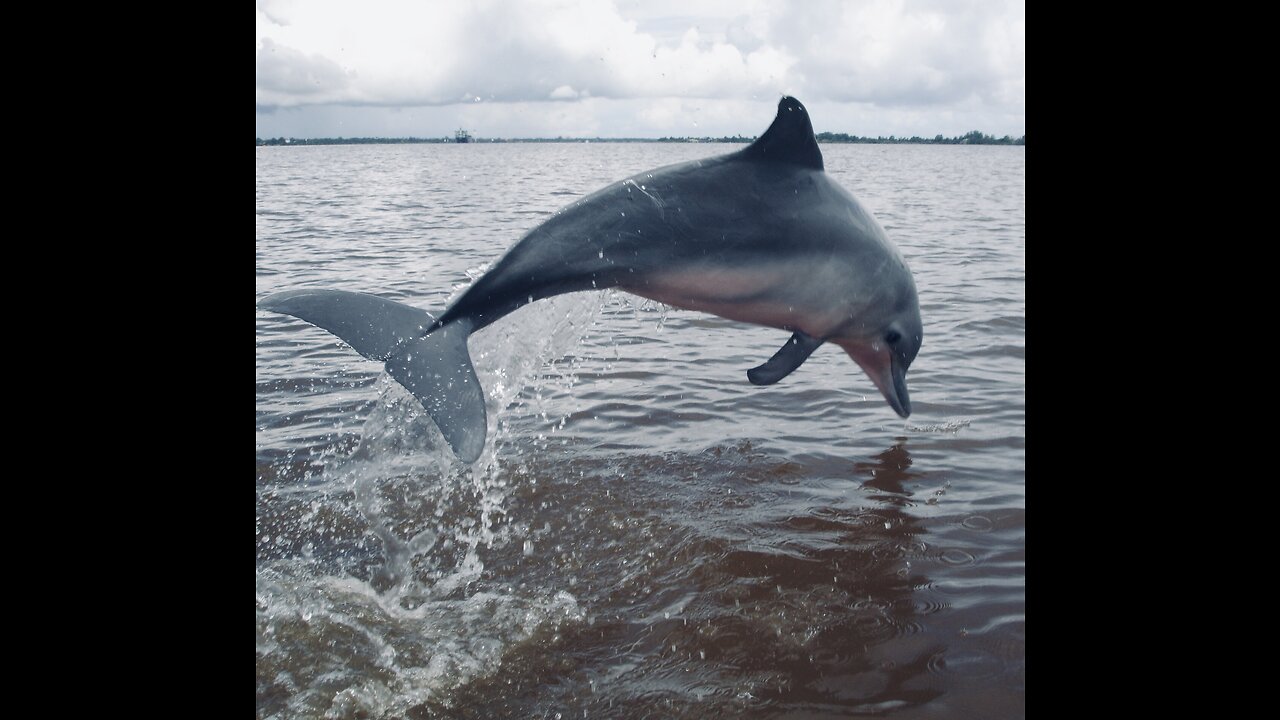 5 Fun Facts About The Guiana Dolphin