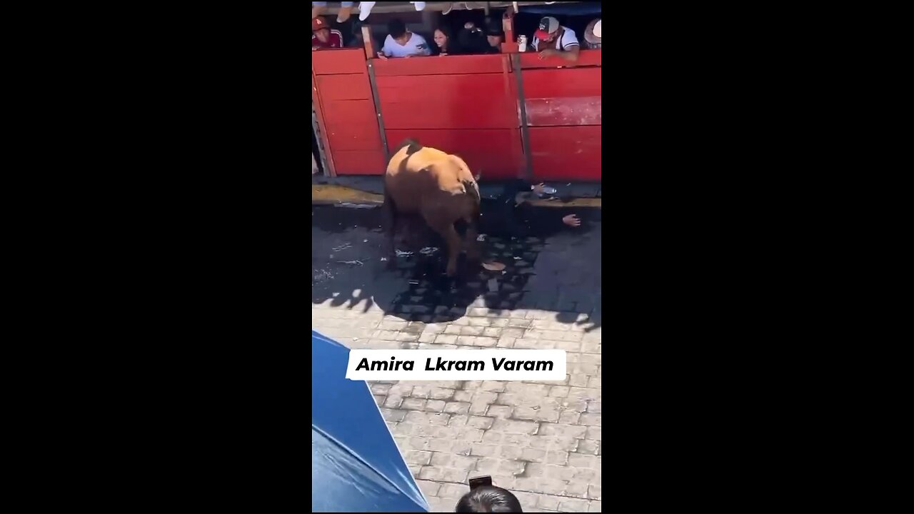 Bull!