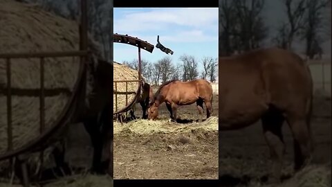 🐎🐦 Funny Animals - Funny Horses - Hilarious Nature #Shorts 🐑🦆🐴