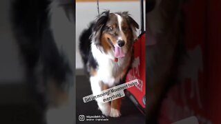 Australian Shepherd Learning the Treadmill game.